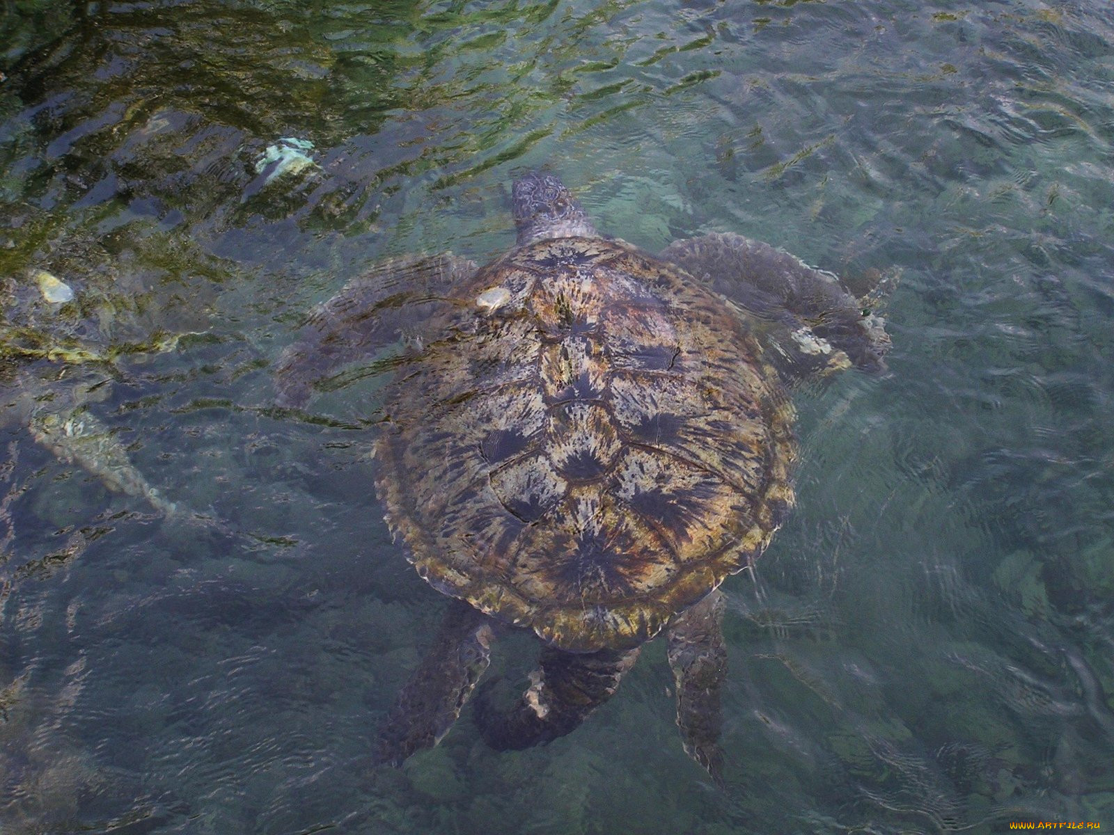 tortue, marine, , 